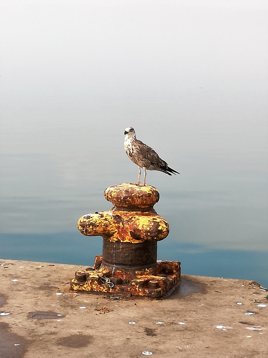 0 Bedroom Property for Sale in Britannica Heights Western Cape